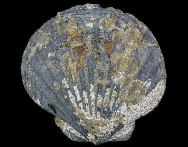Fossil Pectin (Chesapecten) - Virginia #66400